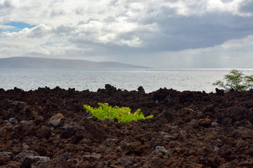 Volcanic lava rock with a green plant growing in the midst. This is the coastline of Maui, Hawaii
