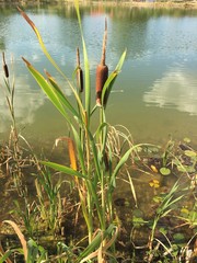 Schilf, Bumskeulen am Teichrand