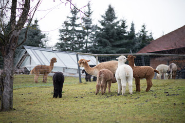 Alpacas auf Weide in Garten 1