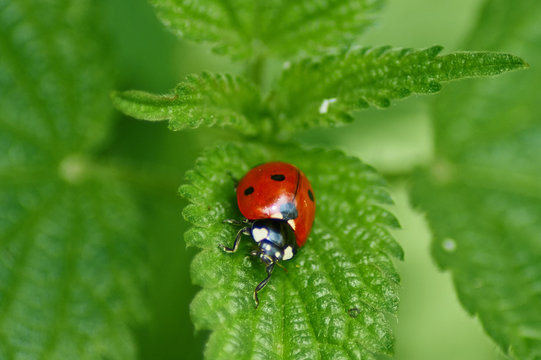Marienk&auml;fer auf einer Brennesel 