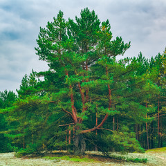 Pine forest green landscape