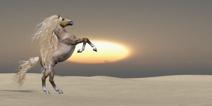 Sand Dune Palomino Horse - The sun sets on a golden Palomino wild stallion showing his power and vitality in a desert landscape.