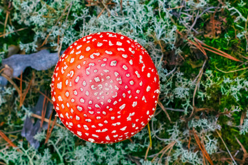 Amanita Muscaria poisonous mushroom