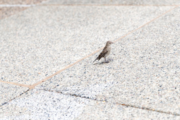 little birds on stone in summer