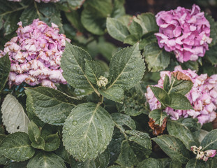 Pink hortensia flowers with green leaves after the rain