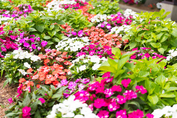 Colorful flower in summer closeup.