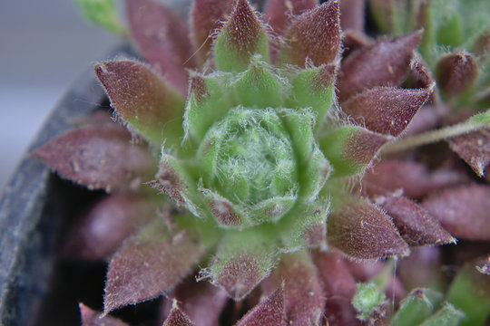 Closeup Of A Green And Purple Succulent