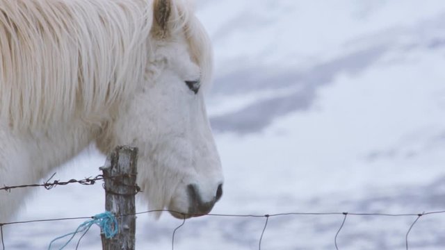Closeup of a horse in Skagaströnd, Iceland, a sleepy fishing village in the north of Iceland. Filmed in the winter months in the cold ice and snow.