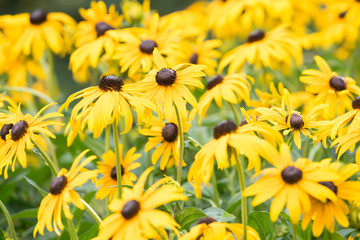Endless green field grow fragrant yellow flowers