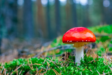Amanita Muscaria poisonous mushroom