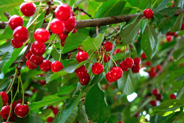 Closeup of cherries on a tree