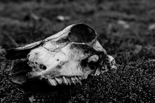 Animal skull on the ground. Loneliness