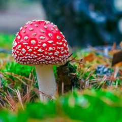 Amanita Muscaria poisonous mushroom