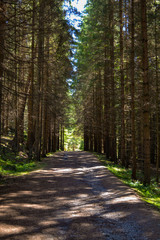 Forest road