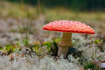 Amanita Muscaria poisonous mushroom