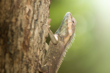Brown Lizard