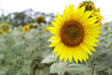 sunflower 