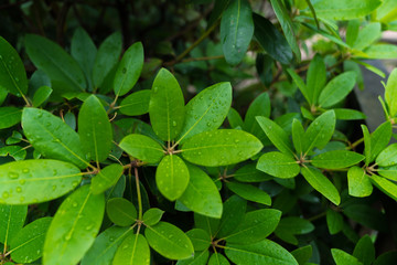 Leaves with Raindrops