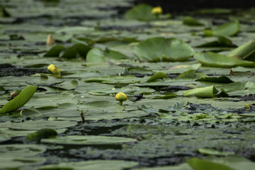 Water lilies in summer