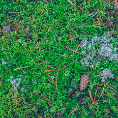 Lush moss in a forest