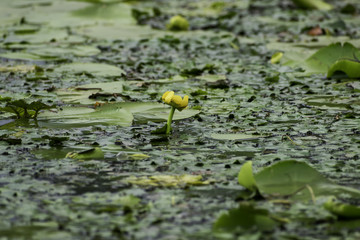 Water lilies in summer