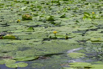 Water lilies in summer