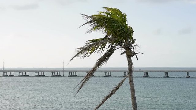 One green palm tree swaying leaves in the wind at sunset evening in Bahia Honda State Park, Florida Keys, with bridge, cars, ocean and gulf of mexico, slow motion