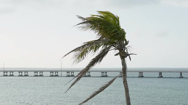 One green palm tree swaying leaves in the wind, slow motion, at sunset evening in Bahia Honda State Park, Florida Keys, with bridge, cars, ocean and gulf of mexico