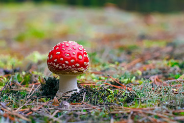 Amanita Muscaria poisonous mushroom