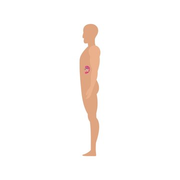 Side view spleen human body icon. Flat illustration of side view spleen human body vector icon for web isolated on white