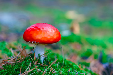 Amanita Muscaria poisonous mushroom