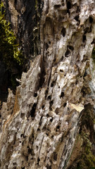 Arbre rongé par les termites
