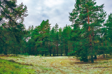 Fototapeta na wymiar Pine forest green landscape