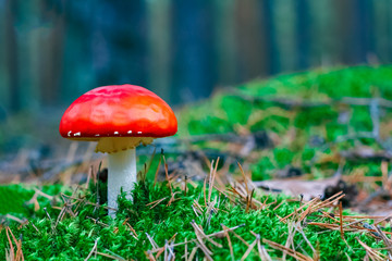 Amanita Muscaria poisonous mushroom