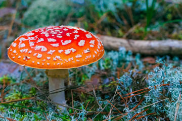 Amanita Muscaria poisonous mushroom