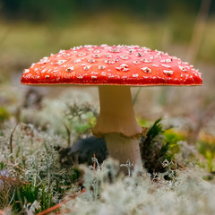 Amanita Muscaria poisonous mushroom