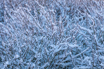 Branches enneigées au crépuscule