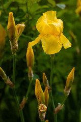 Close-up view of an yellow iris flower on background of flowers and green leaves. Yellow tender iris is blooming in the garden in the summer day.