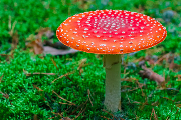 Amanita Muscaria poisonous mushroom