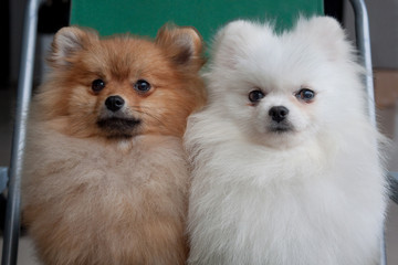 Two cute pomeranian pupp are sitting on a collapsible chair. Pet animals.