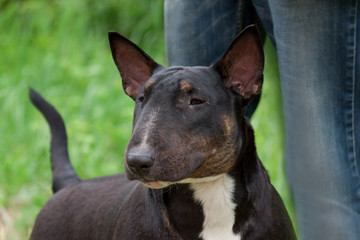 Cute english bull terrier with its owner. Pet animals.
