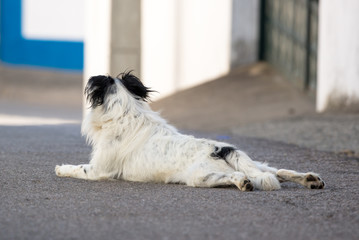 Cão