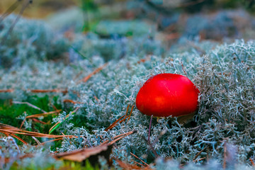 Amanita Muscaria poisonous mushroom
