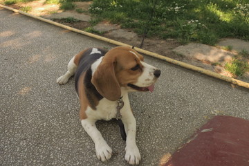beagle lies on the floor 