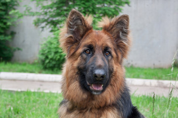 Longhair sheepdog is looking at the camera. Pet animals.