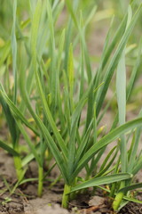 Vegetable beds with garlic