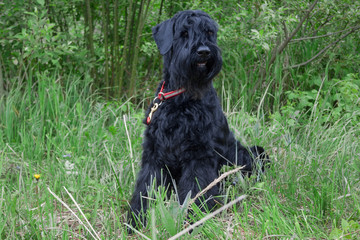 Black russian terrier is looking at the camera. Pet animals.