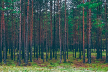 Pine forest green landscape