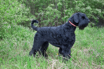 Black russian terrier is standing on the green meadow. Pet animals.