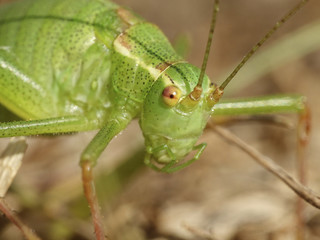 Speckled bush-cricket (Leptophyes punctatissima)